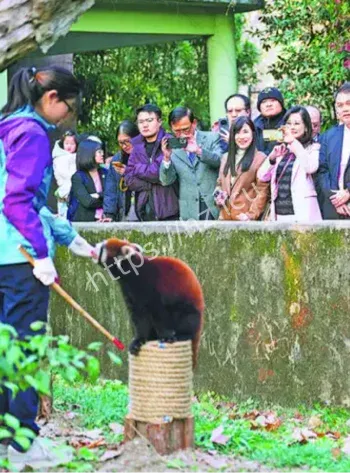 上海台北小熊猫交流